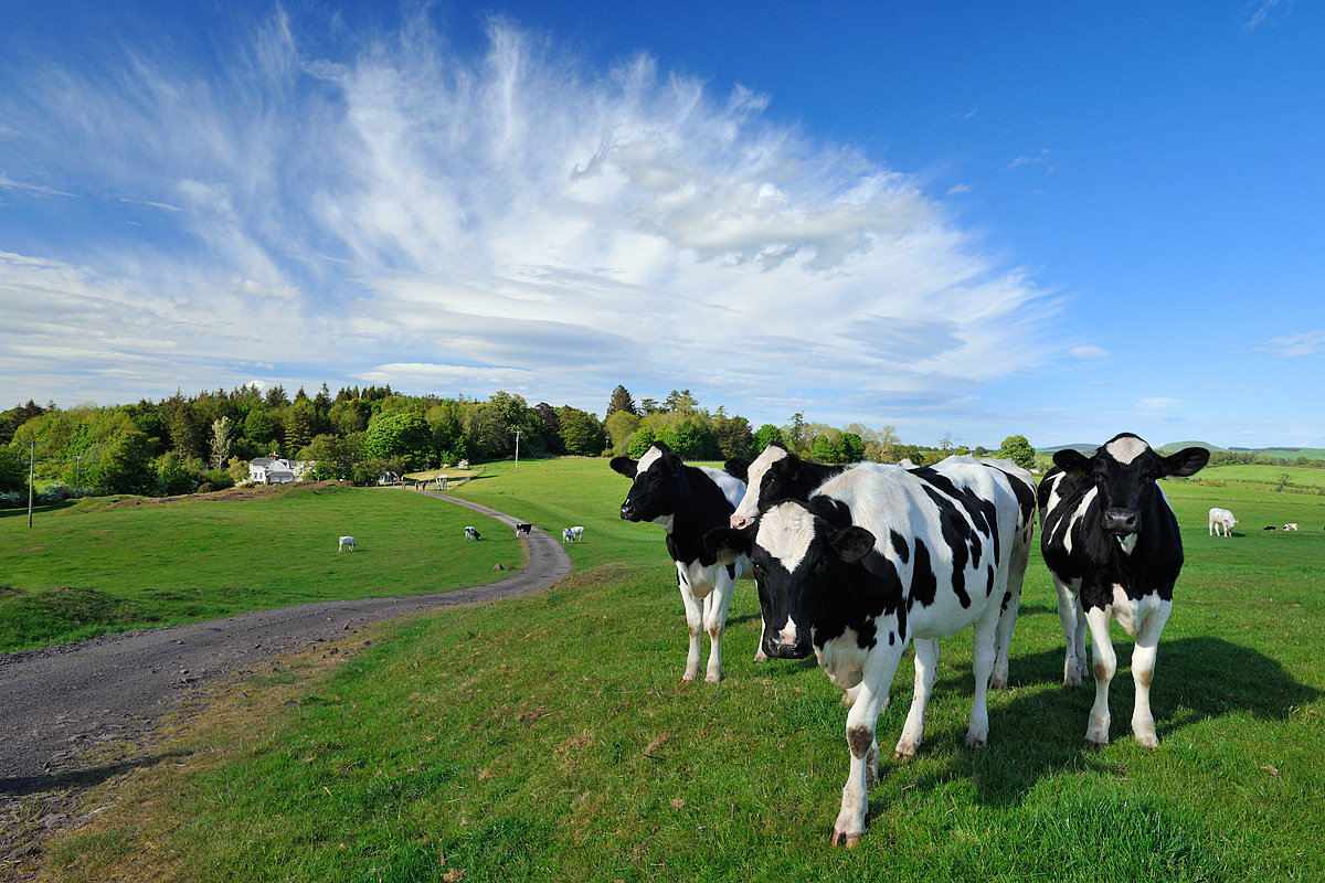 Kirkwood Cows